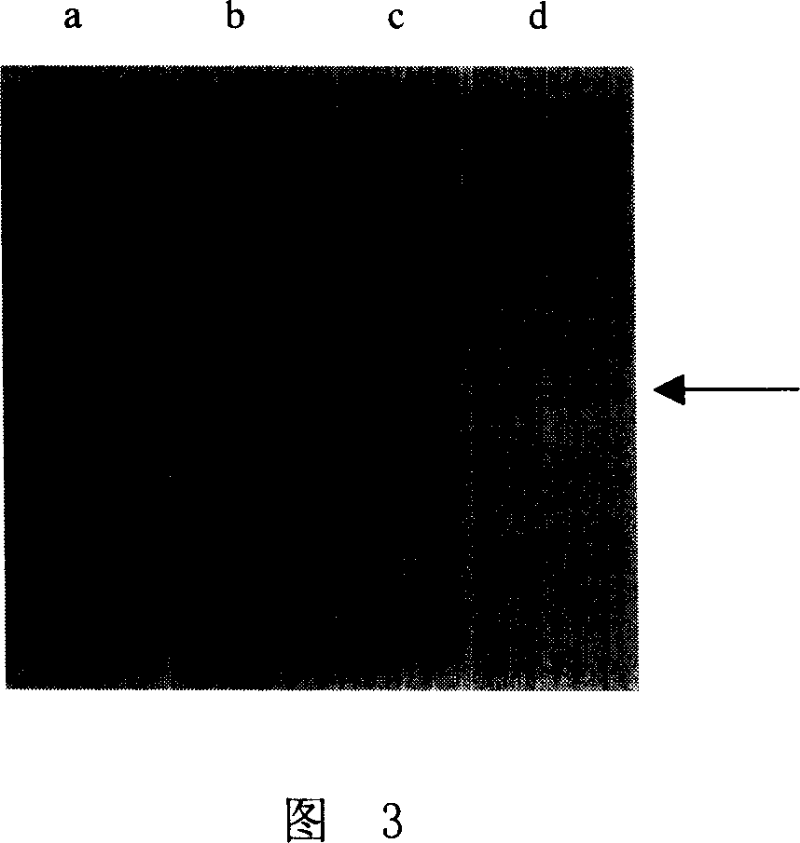 Hybridoma cell line and anti-human erythrocyte surface H antigen monoclonal antibodies generated thereof