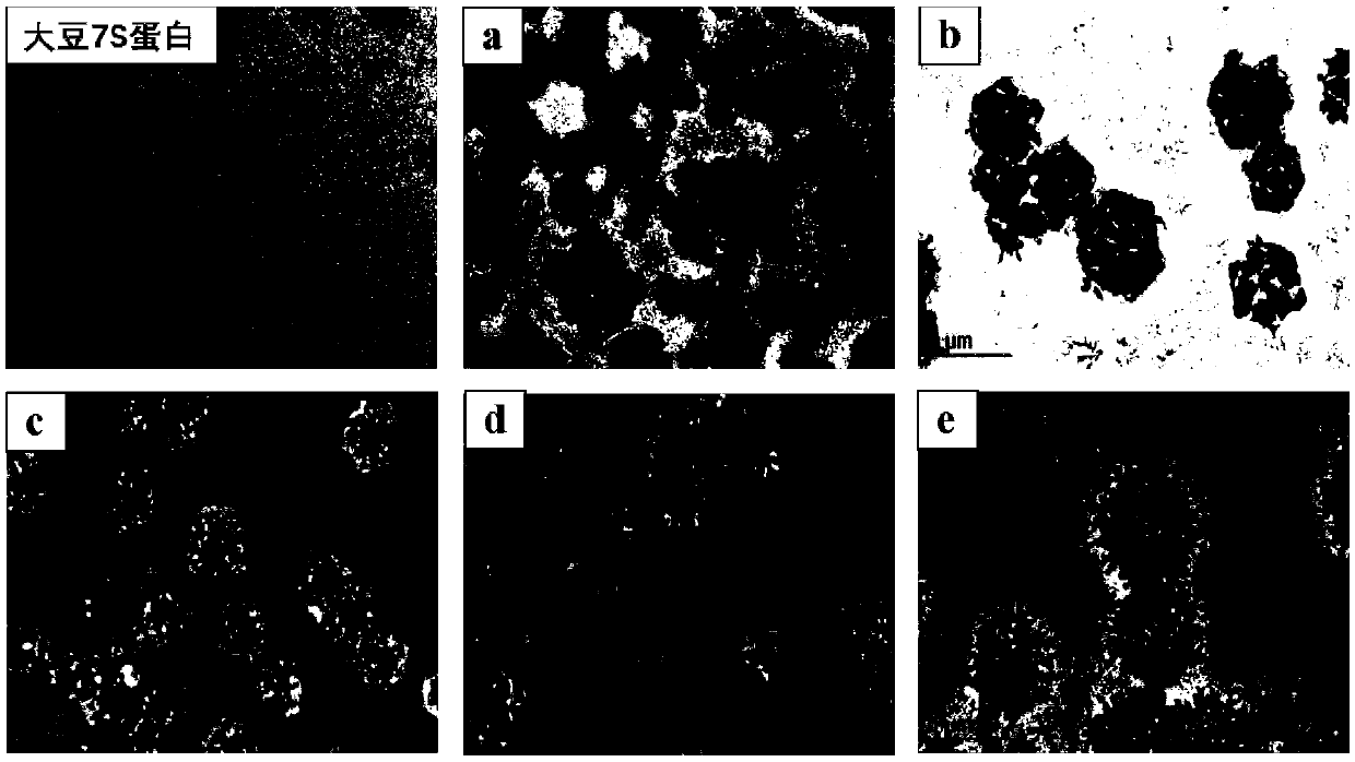 Preparation method of protein-base nanp-particle for dissolving-promoting and synergistic indissolvable bioactive substance