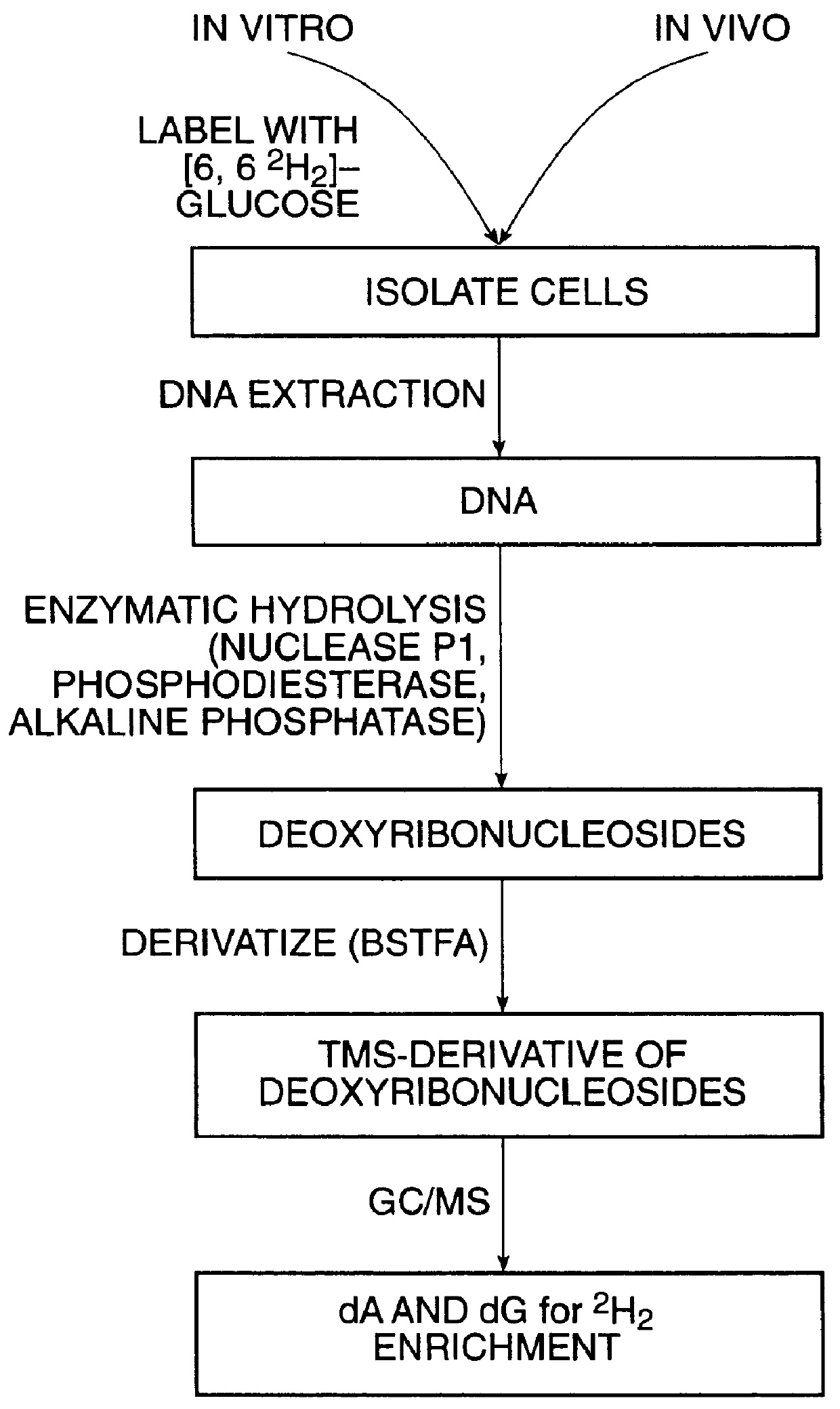 Methods for measuring cellular proliferation and destruction rates in vitro and in vivo