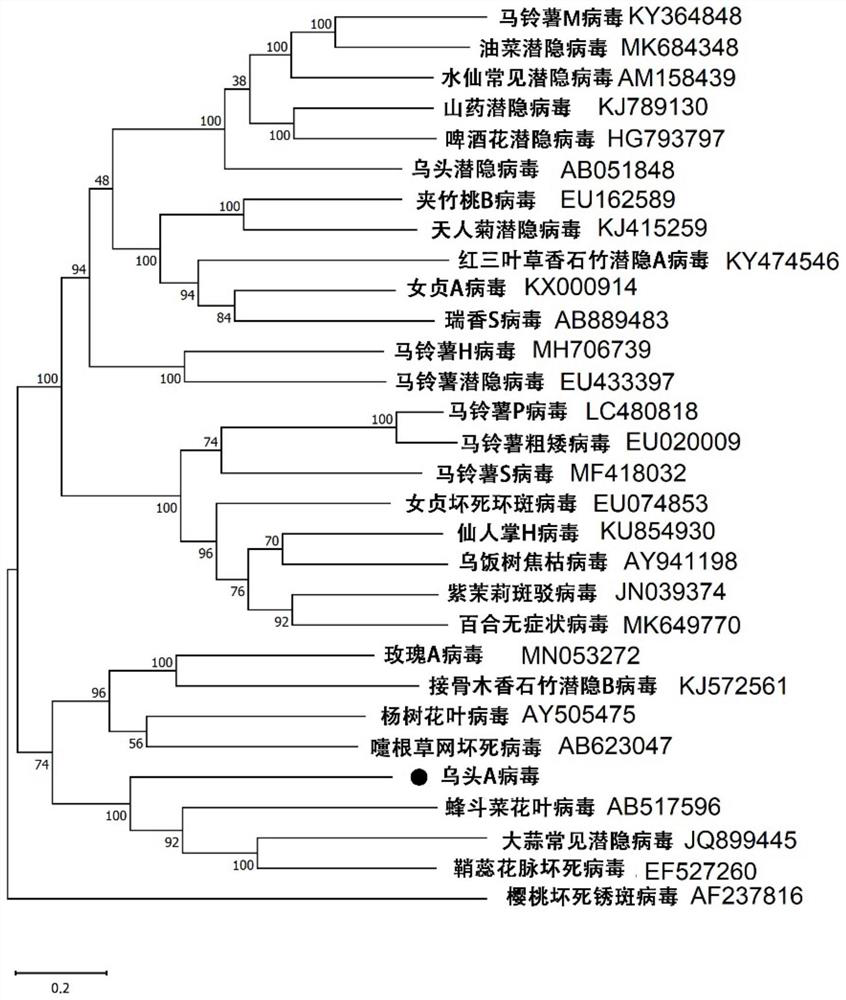 RT-PCR detection primer and method for aconitum A virus