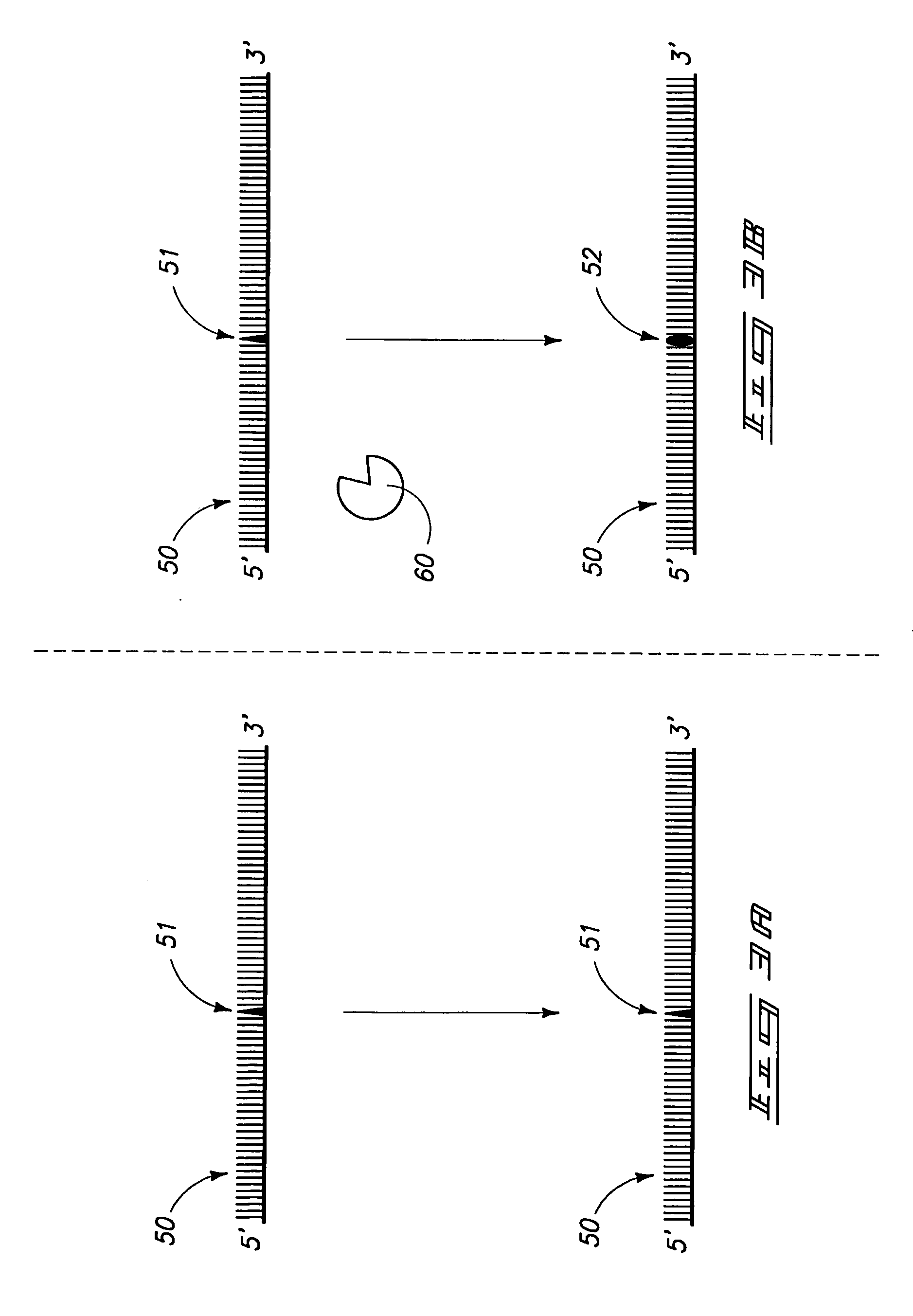 Methods of detecting DNA N-glycosylases, methods of determining N-glycosylase activity, and N-glycosylase assay kits