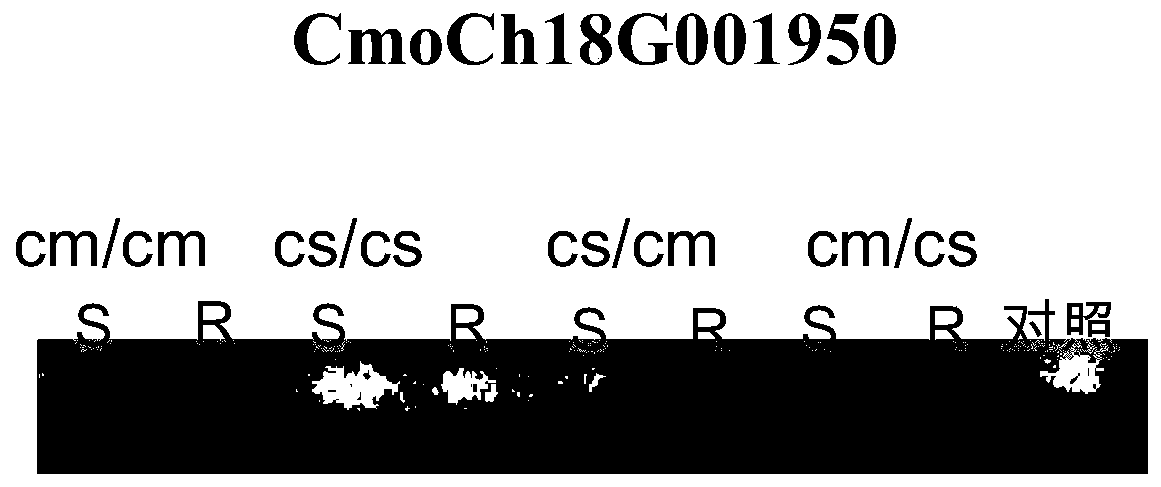Recognition method for transporting mRNA (messenger ribonucleic acid) of GAPC1 gene among cucurbitaceae rootstocks and ears