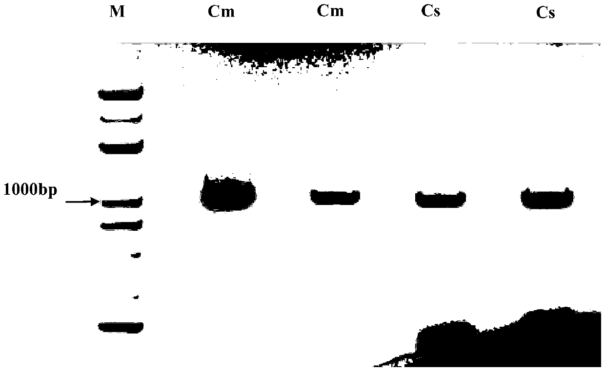 Recognition method for transporting mRNA (messenger ribonucleic acid) of GAPC1 gene among cucurbitaceae rootstocks and ears