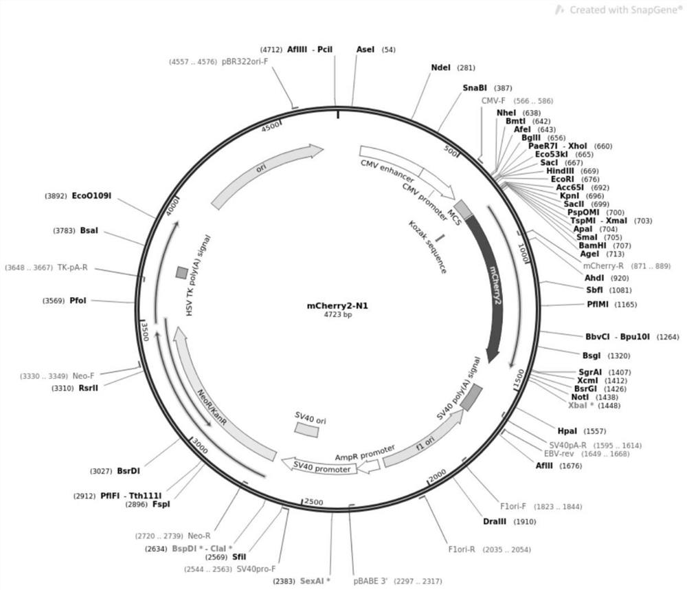 Culture medium additive for promoting protein expression and application thereof