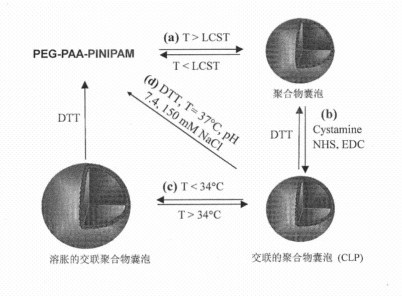 Interface-cross-linked temperature-sensitive polymer vesicle and use thereof