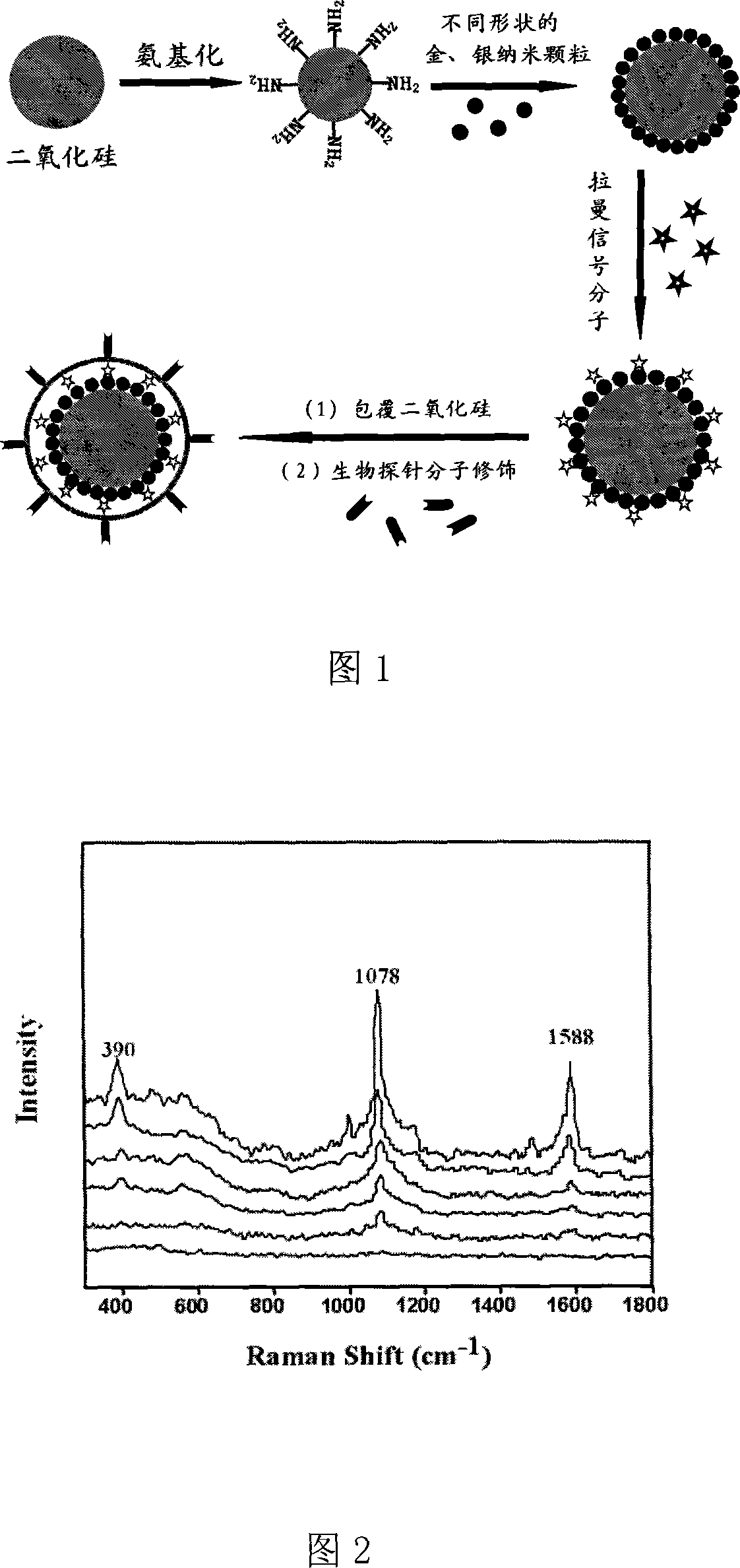 SERS biological probe and method for making same