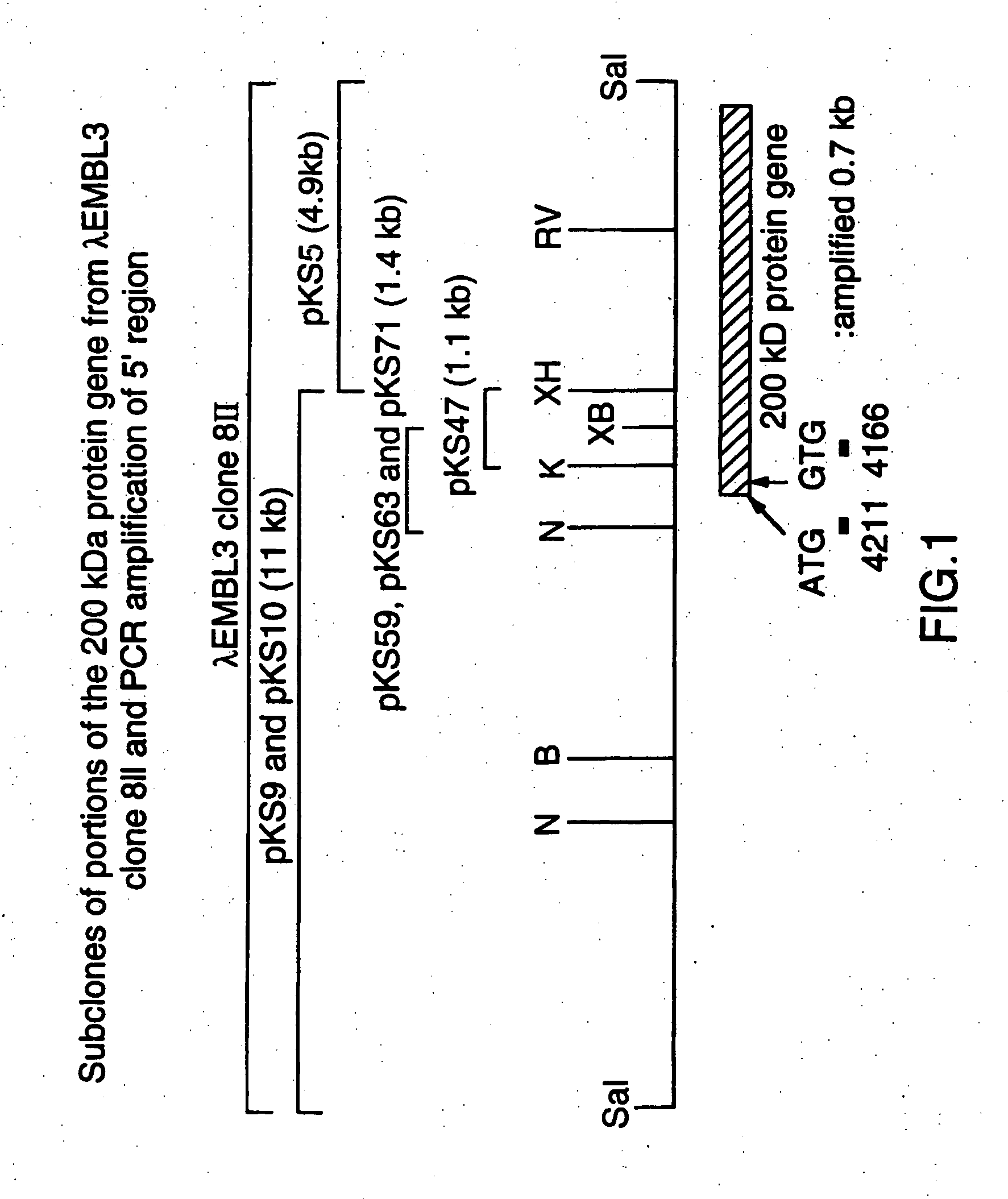 Recombinant high molecular weight major outer membrane protein of Moraxella