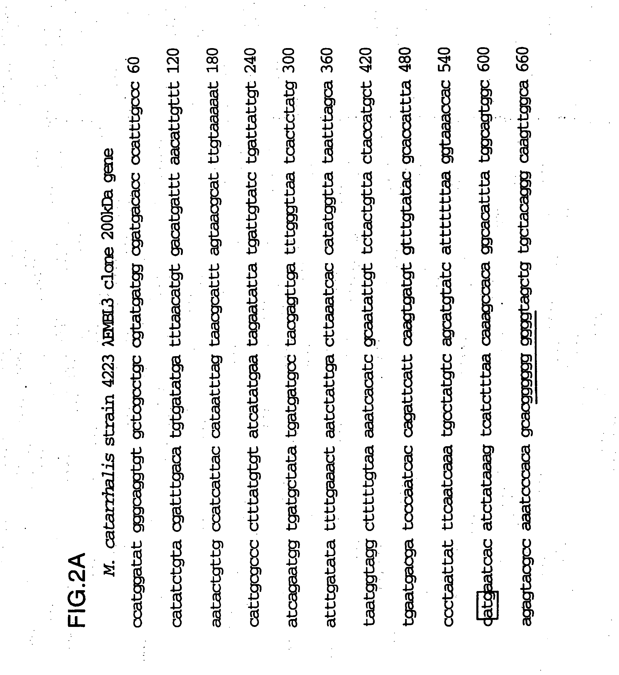 Recombinant high molecular weight major outer membrane protein of Moraxella