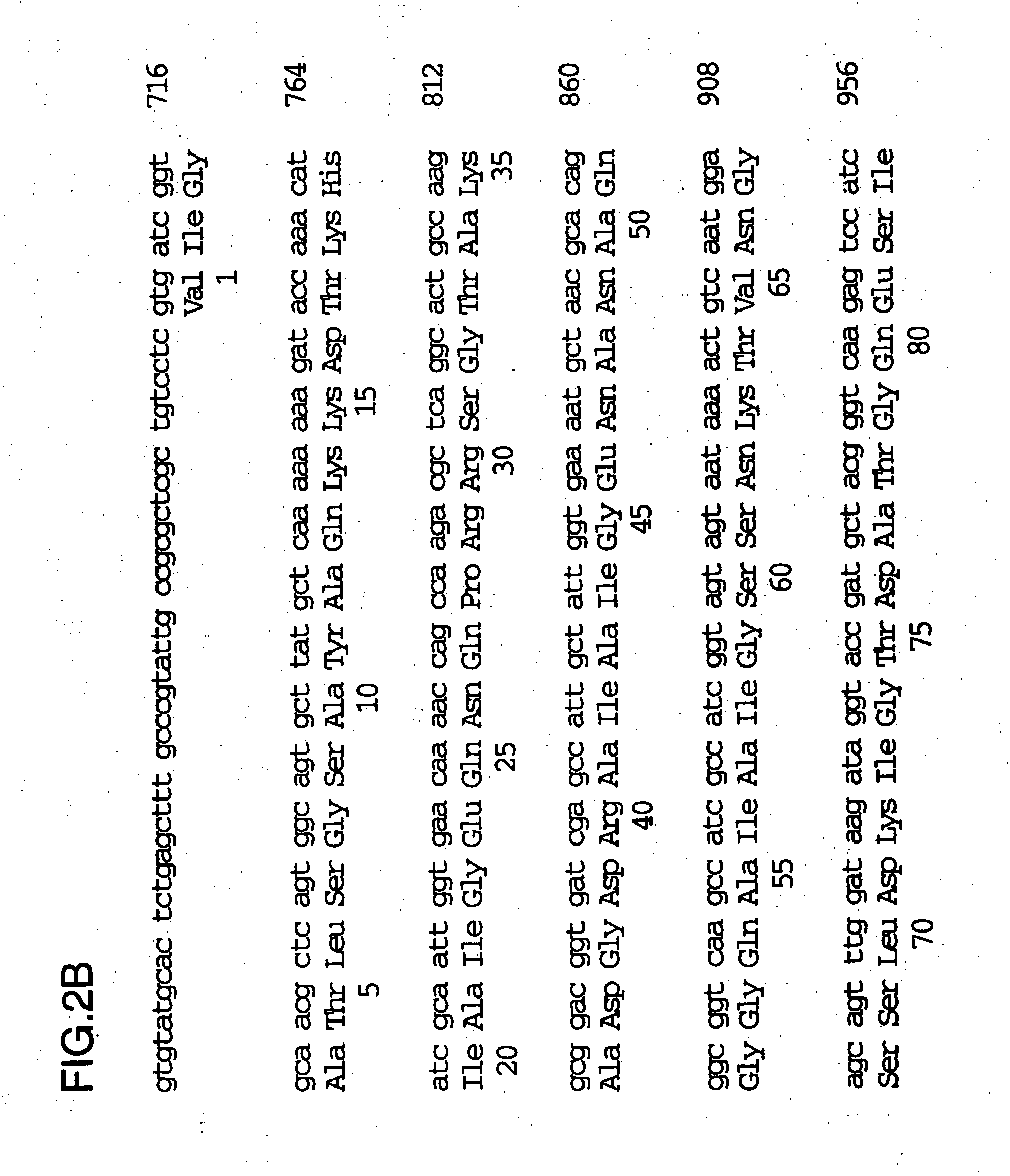 Recombinant high molecular weight major outer membrane protein of Moraxella