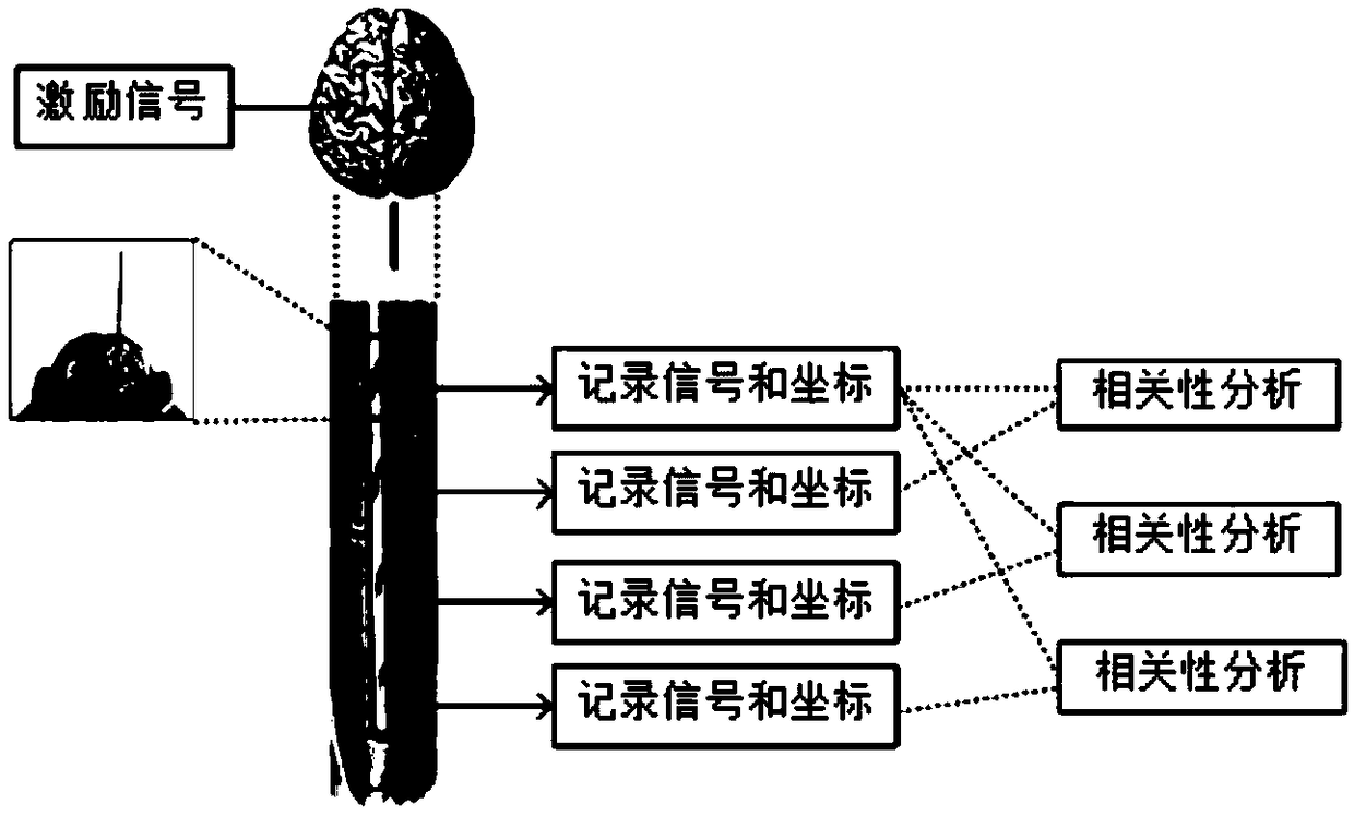 Conduction function detecting system of primary motor cortex nerve in spinal cord of rat brain