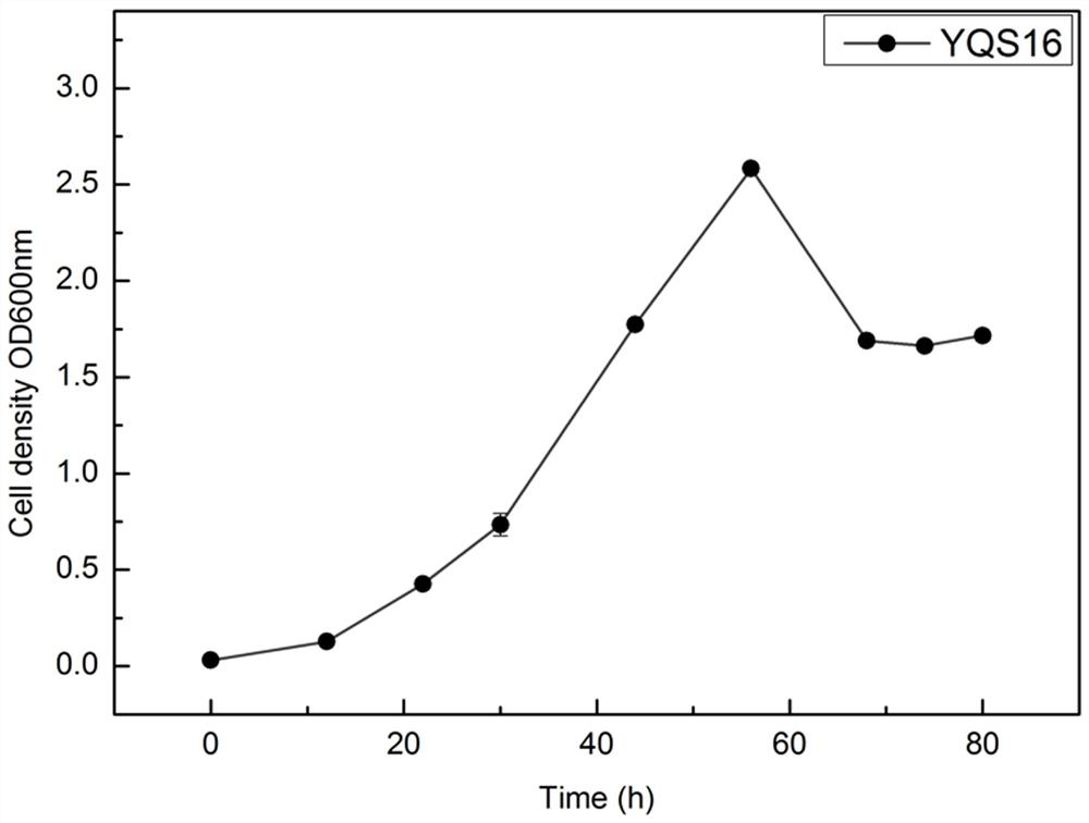 A strain of Staphylococcus saprophyticus and its application in the preparation of dry fermented sausages