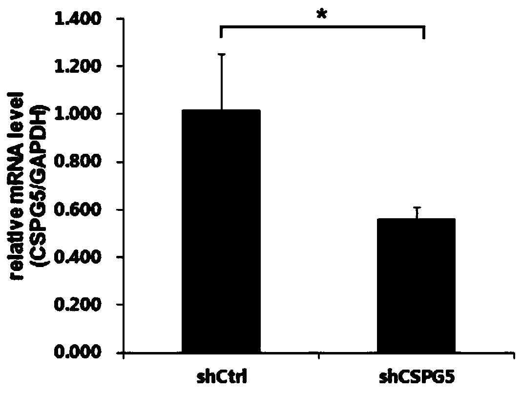 Application of human CSPG5 gene and related product