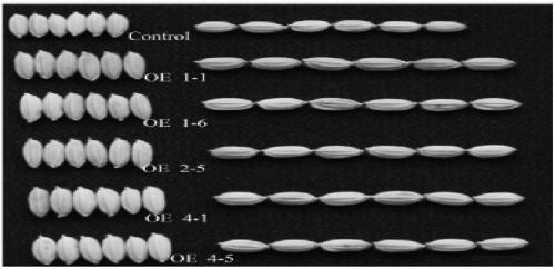 A kind of rice grain shape related protein gif1 and its coding gene and application