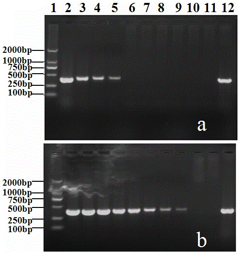 Guava colletotrichum orbiculare specificity PCR detecting primer and detecting method of guava colletotrichum orbiculare