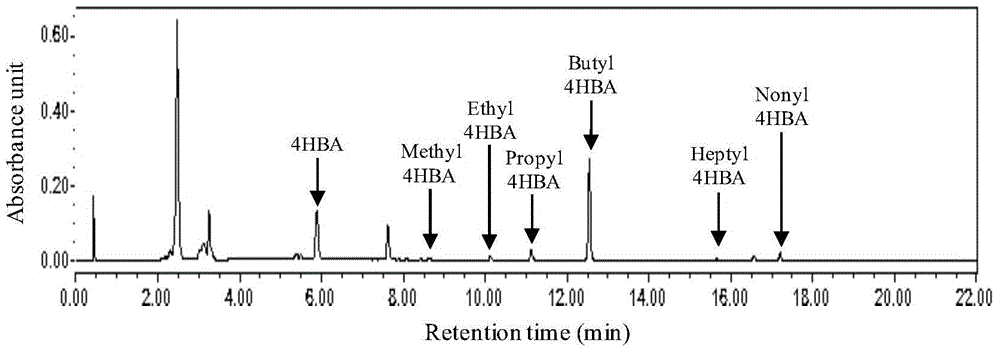 Method for synthesizing p-hydroxybenzoic acid and esters by microvesicle bacteria