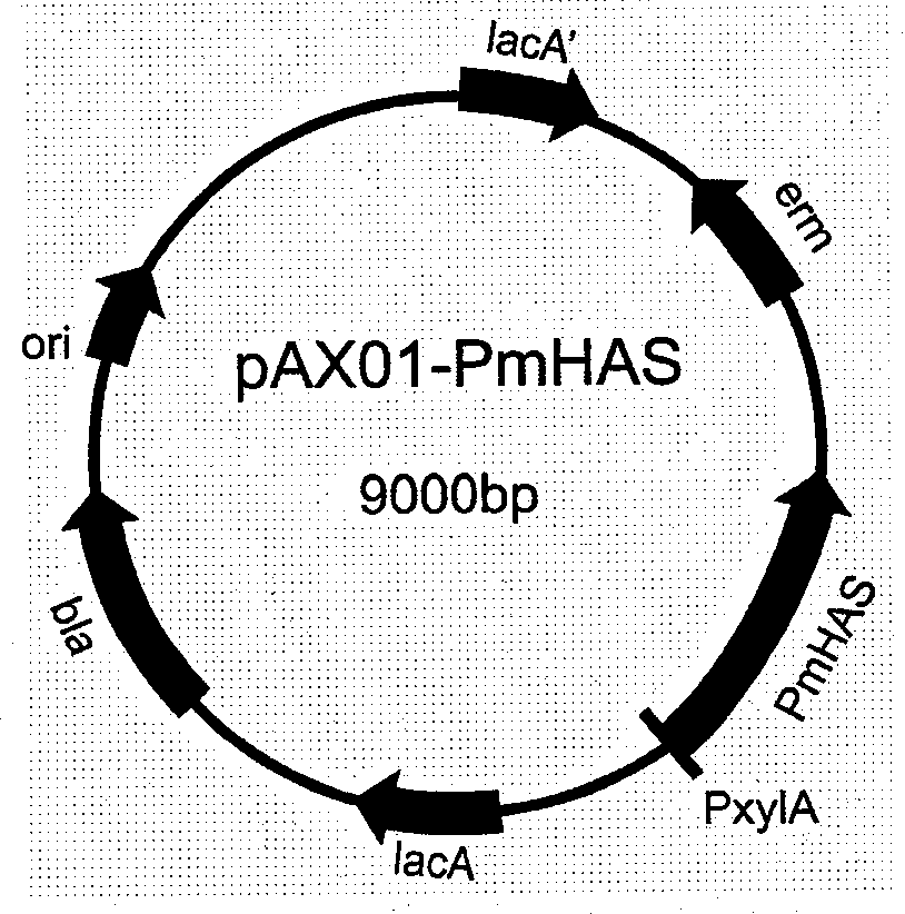 Plasmid, recombinant engineering bacteria and method for preparing hyaluronic acid with uniform molecular weight