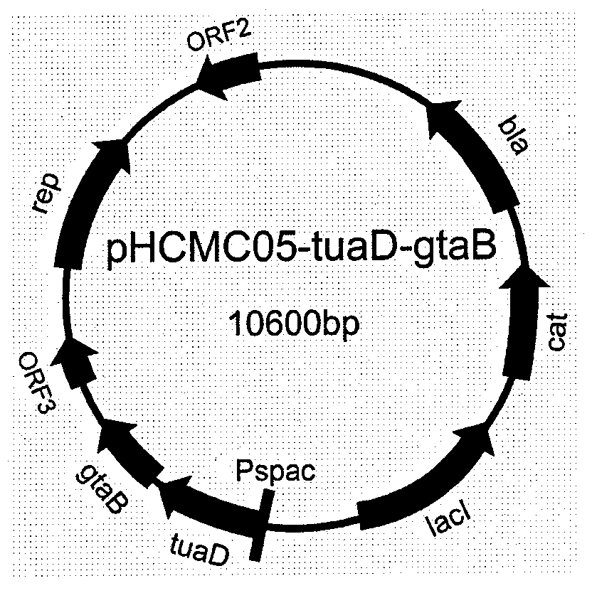 Plasmid, recombinant engineering bacteria and method for preparing hyaluronic acid with uniform molecular weight