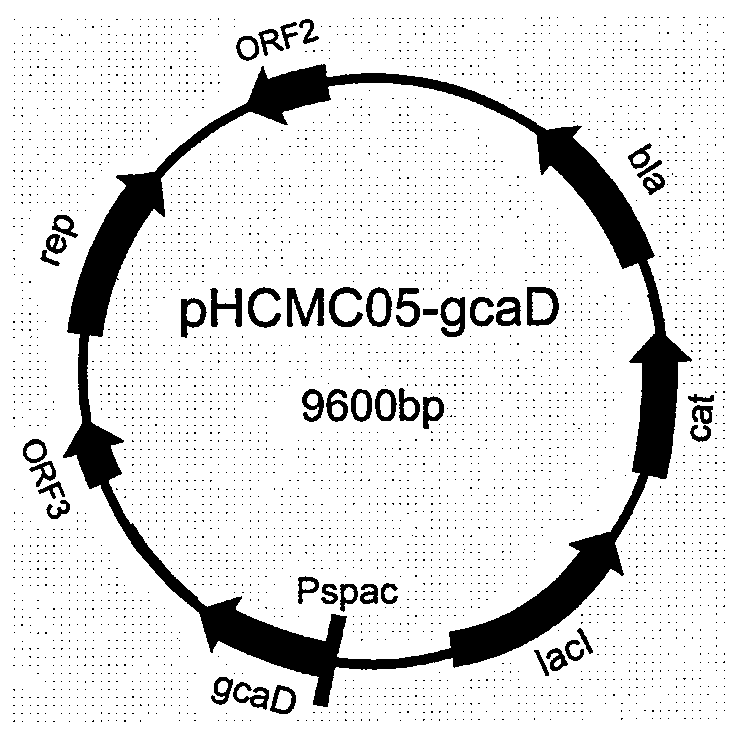 Plasmid, recombinant engineering bacteria and method for preparing hyaluronic acid with uniform molecular weight