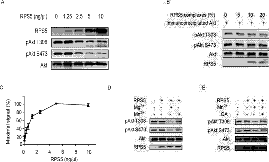 Purpose of ribosomal protein S5 in catalyzing of protein molecules for generatation of dephosphorylation reaction
