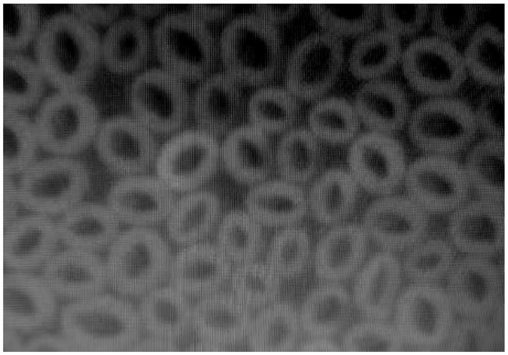 Modified polyester fiber for water purification and preparation method of modified polyester fiber