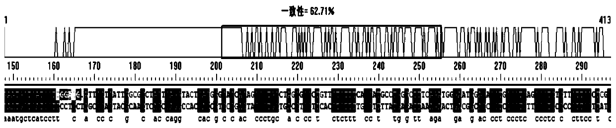 GLUT4 gene knock-out sgRNA, A549 cell line and construction method of A549 cell line