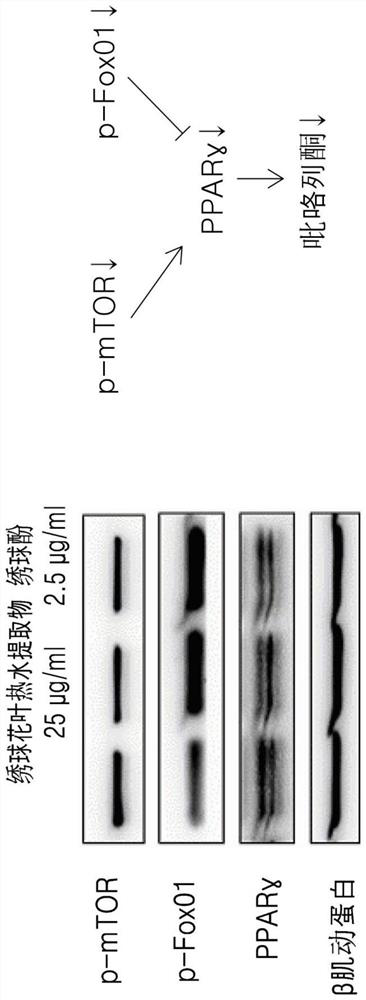 Composition for fat formation inhibition and body fat reduction, containing hydrangenol as active ingredient