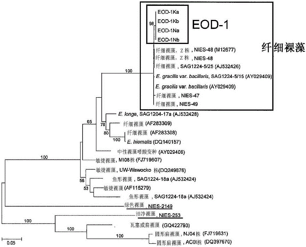 Euglena spp. microalgae, polysaccharide manufacturing method, and organic compound manufacturing method