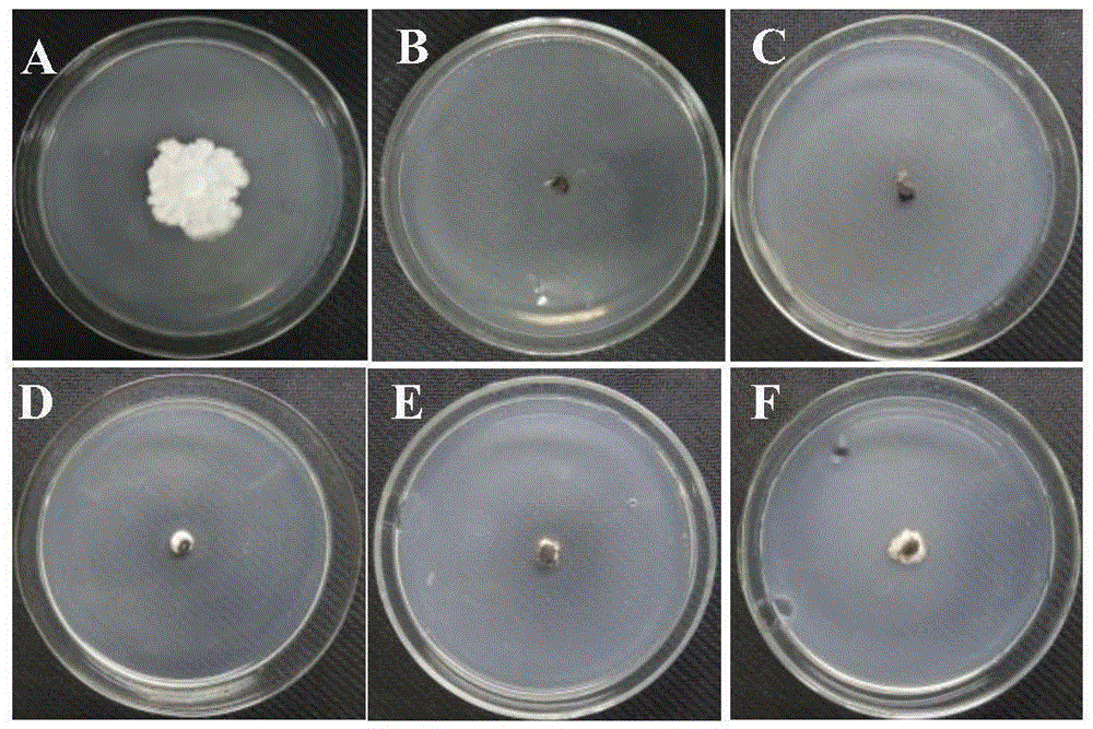 Mulberry antergic endophyte Bacillus tequilensis