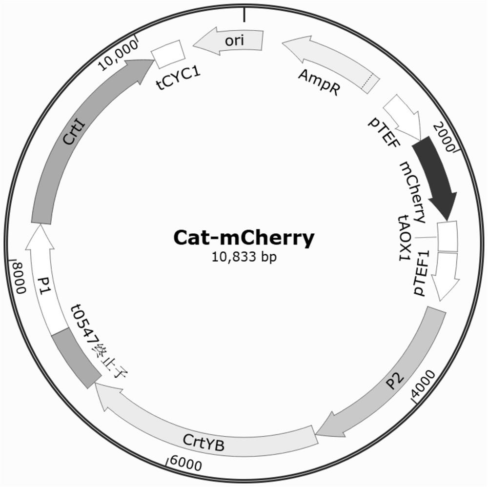 Saccharomyces cerevisiae genetically engineered bacterium for enhancing homologous recombination capability and application thereof