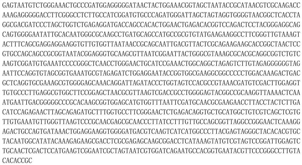 Aboriginal efficient denitrification strains of acinetobacter baylyi A9 and citrobacter youngae A13 from rare earth mineral leaching space leachate, and application of aboriginal efficient denitrification strains of acinetobacter baylyi A9 and citrobacter youngae A13 from rare earth mineral leaching space leachate