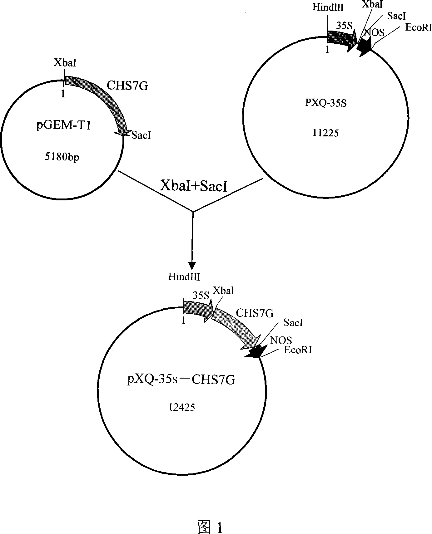 Glycyrrhiza uralensis chalcone synthetase, encoding gene and application thereof