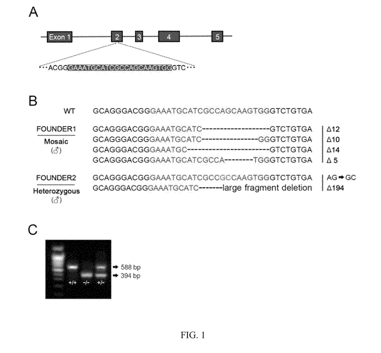 Ldl receptor gene knockout, genetically-engineered hamster