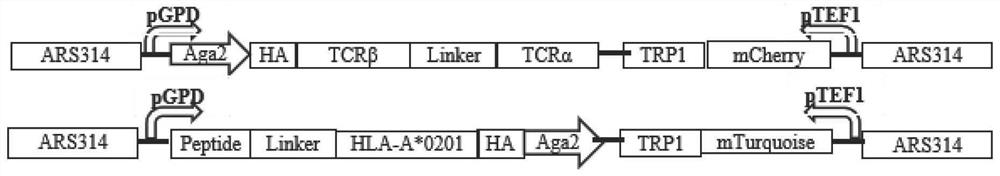 Method for rapidly identifying high-affinity TCR antigenic cross-reaction activity