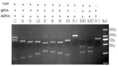 HTT's CRISPR/Cas9-gRNA targeting sequence pair, plasmid and HD cell model