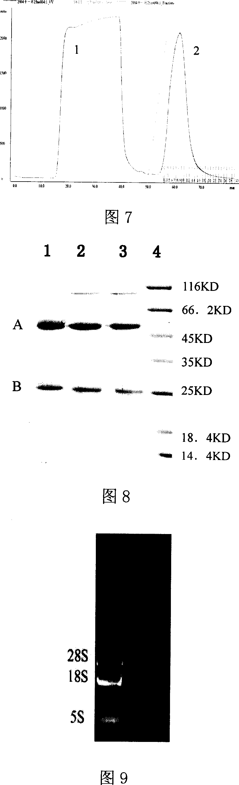 Neutralized monoclone antibody 4C13 of antiricin, its production and use