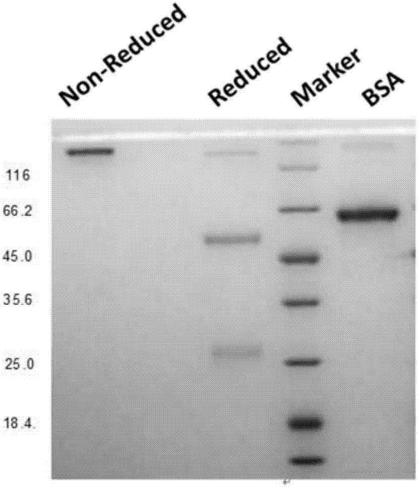 Anti-CTLA4-anti-PD-1 bifunctional antibody, pharmaceutical composition and use thereof