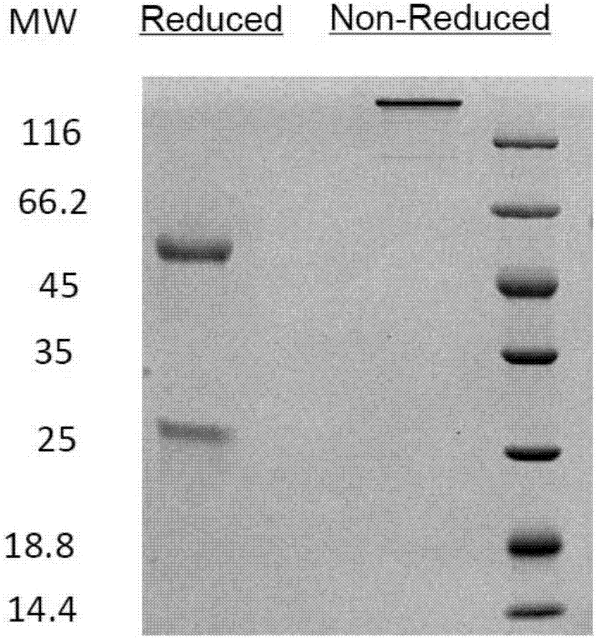 Anti-CTLA4-anti-PD-1 bifunctional antibody, pharmaceutical composition and use thereof