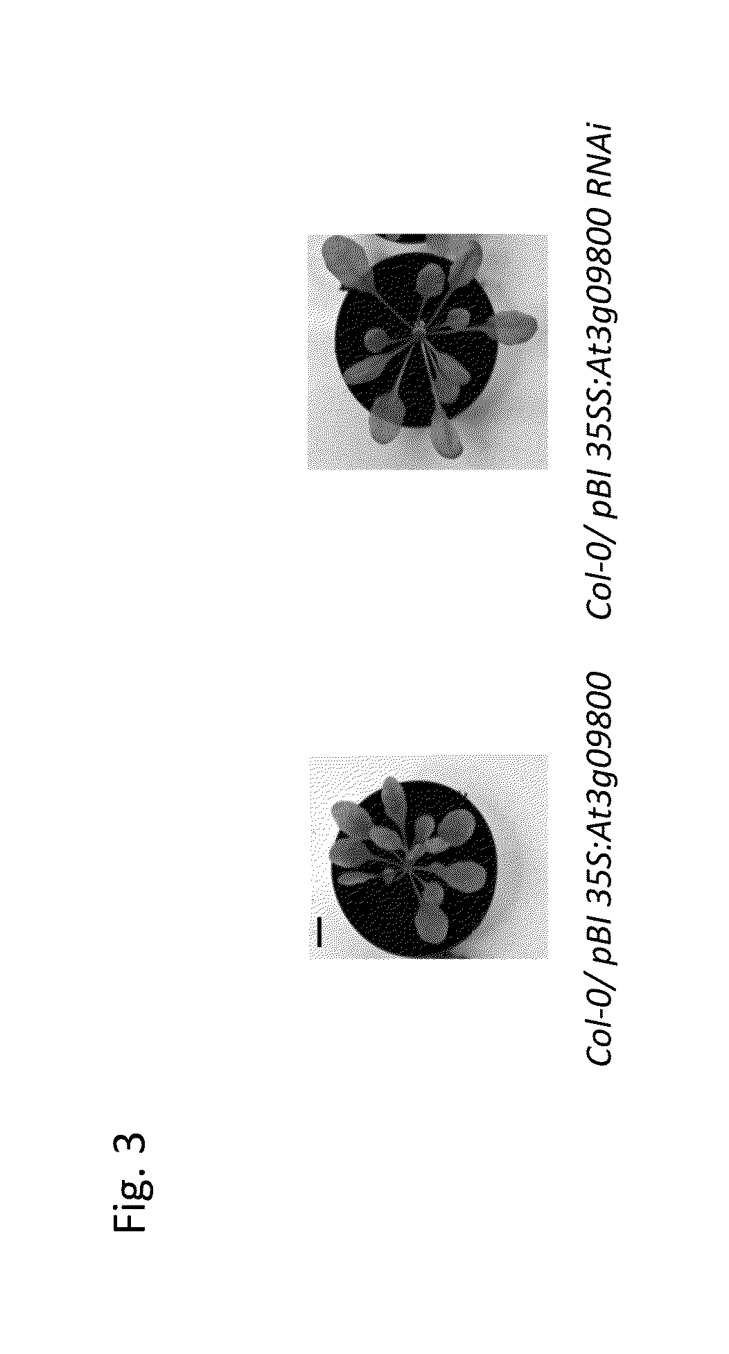 Gene capable of increasing plant biomass production and method for utilizing the same