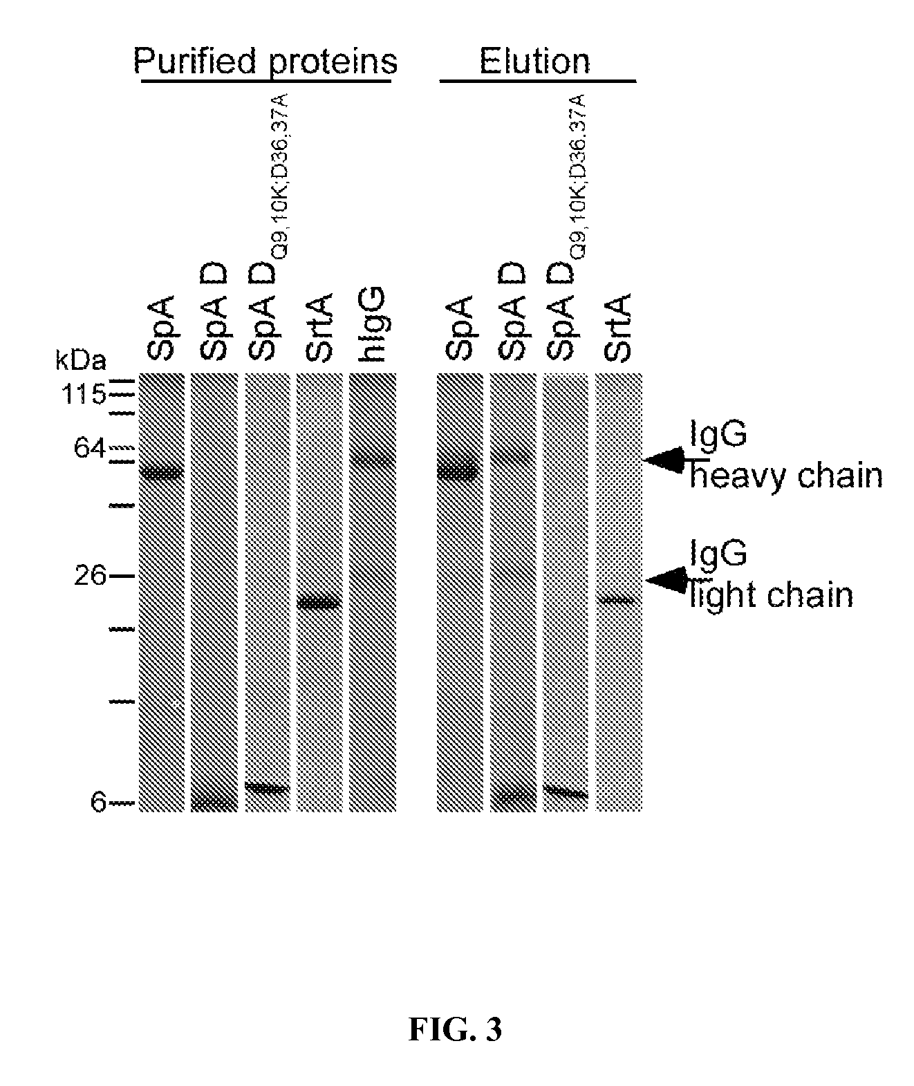 Methods and compositions involving protective staphylococcal antigens