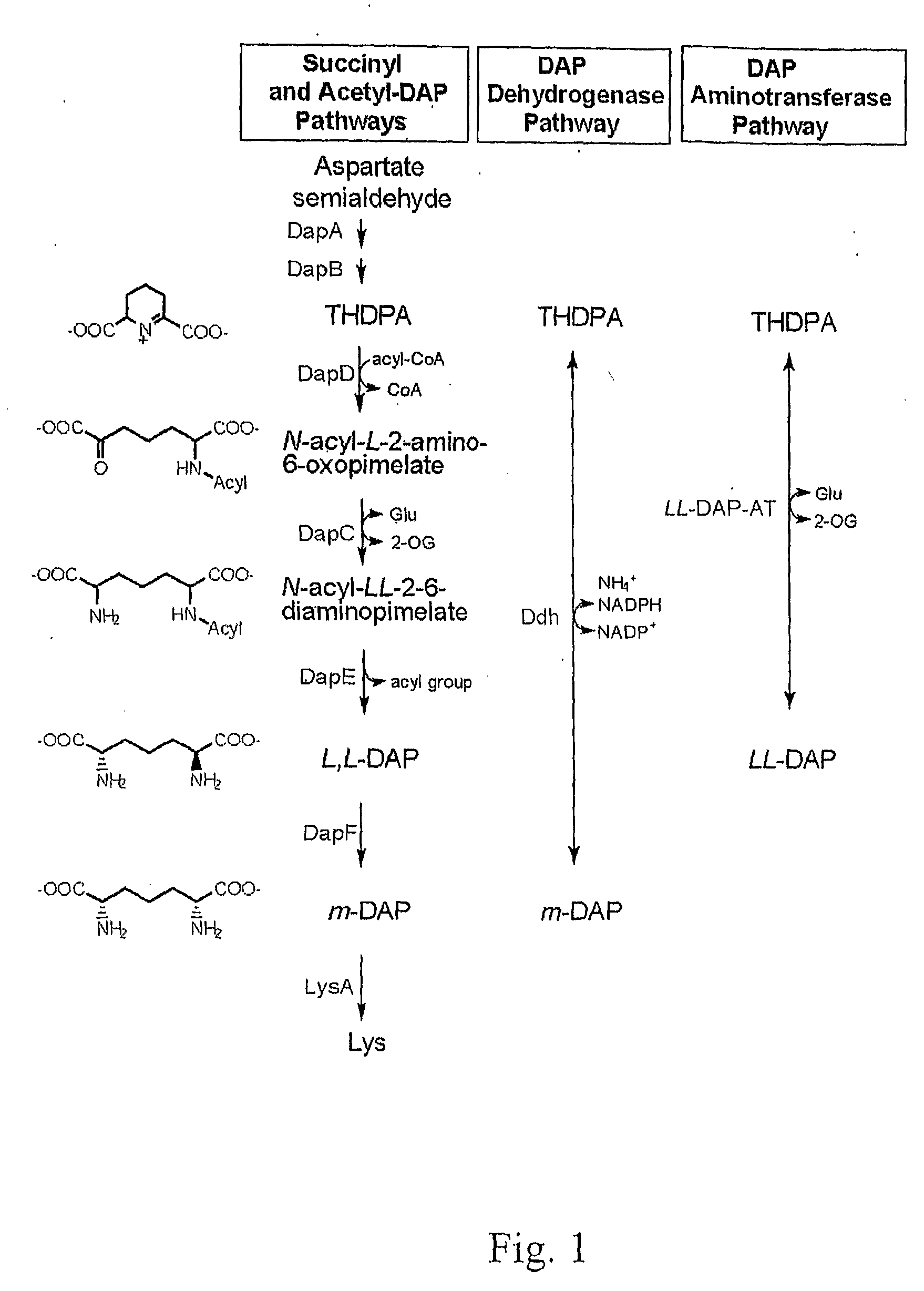 Compositions and methods for modulating lysine production