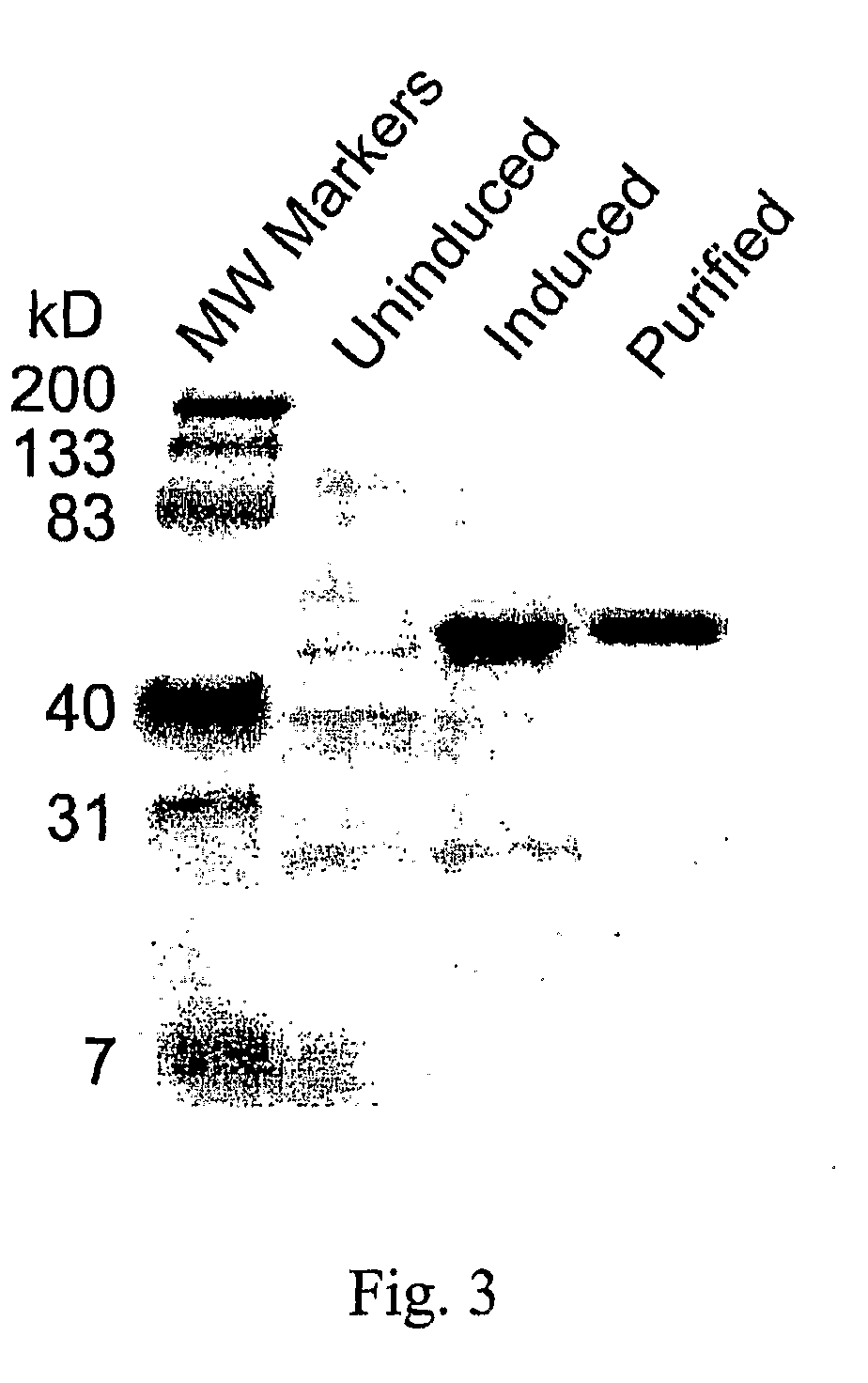 Compositions and methods for modulating lysine production