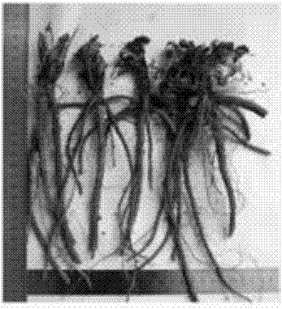 High-tanshinone salvia miltiorrhiza cultivation method