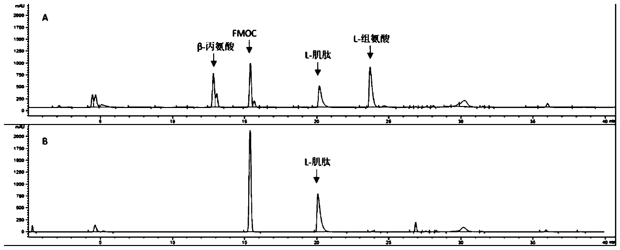 Method for synthetizing L-carnosine by one-step method and truncated L-carnosine synthetase