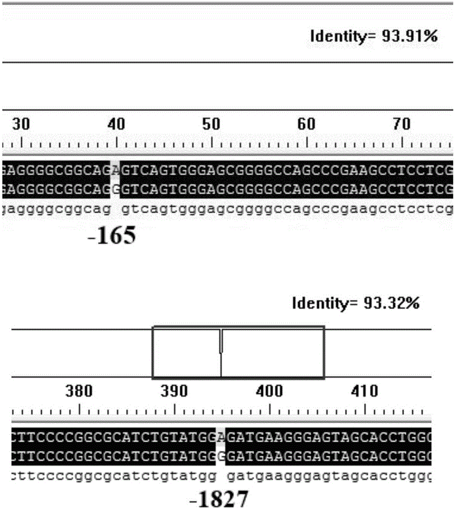 Molecular marking method for two mutation sites in chicken PTHLH gene 5' regulatory region and application thereof in chicken breeding