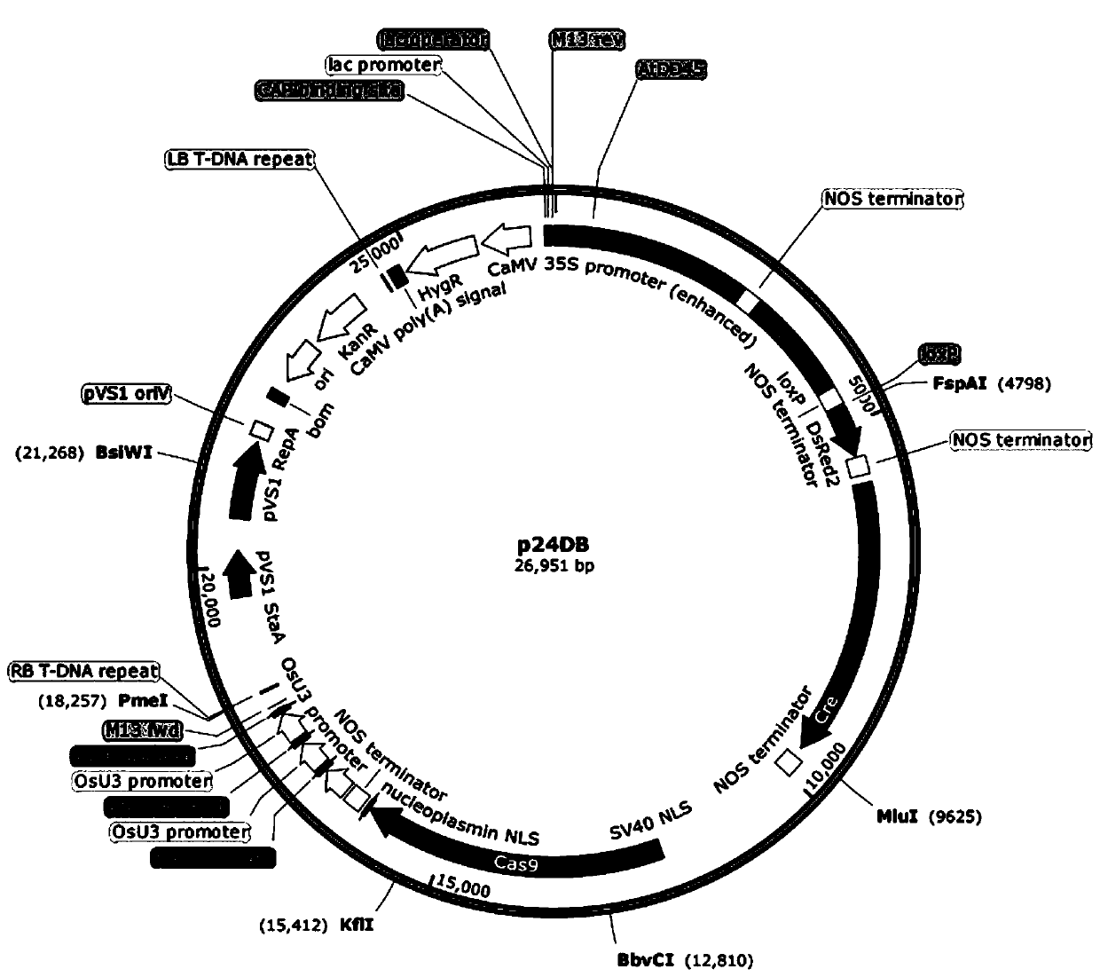 A Seed Sorting Method for Fixed Plant Heterosis