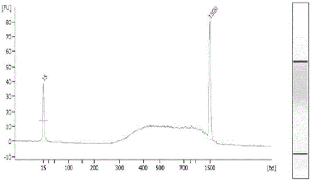 A pig SNP marker site analyzing method based on a sequence-based typing technique