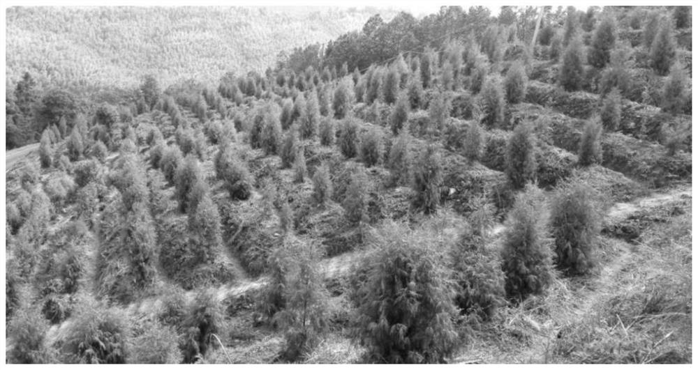 Construction method of high-yield early-fruiting cedar dwarf clonal seed orchard