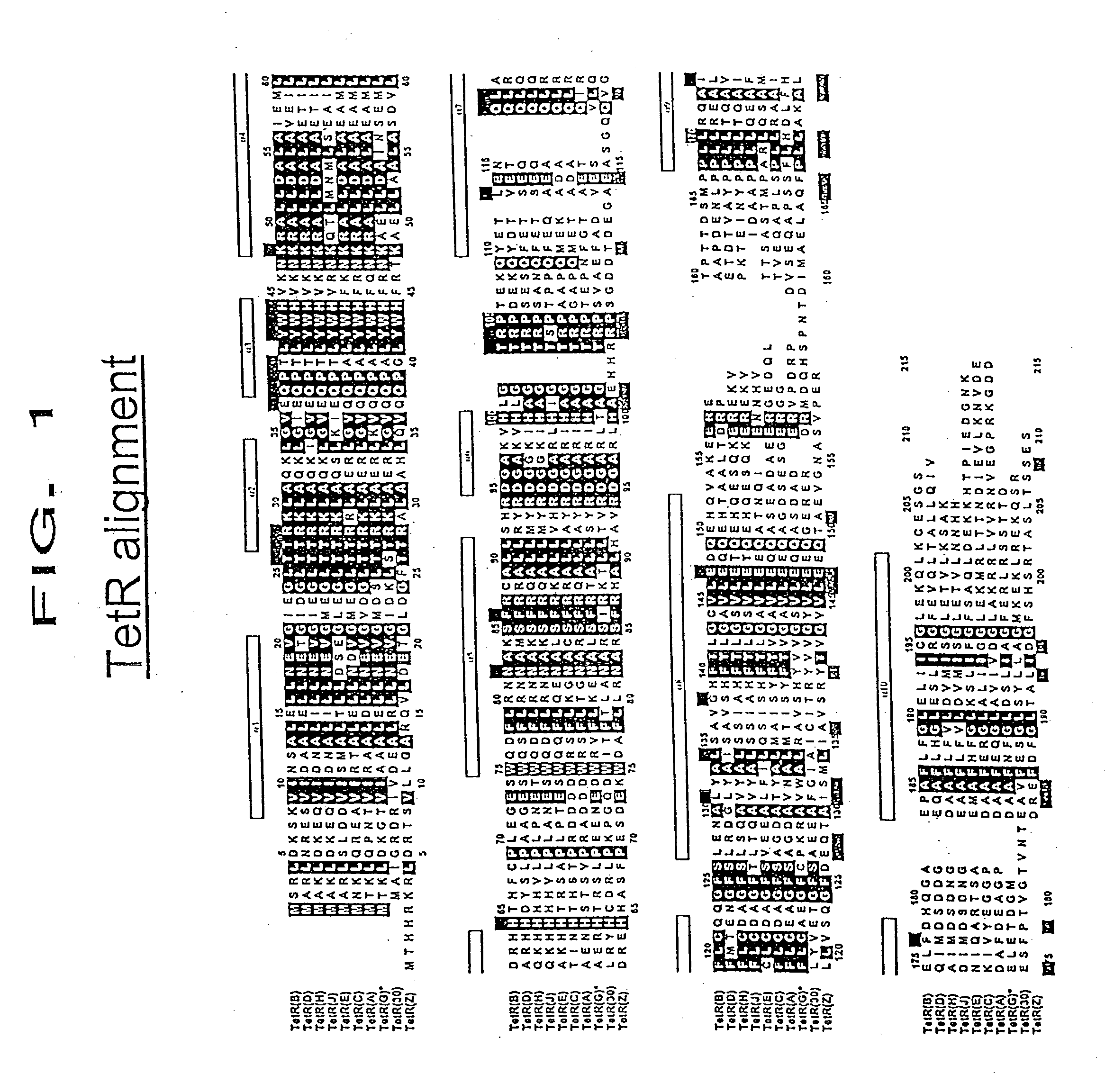 Modified tetracycline repressor protein compositions and methods of use