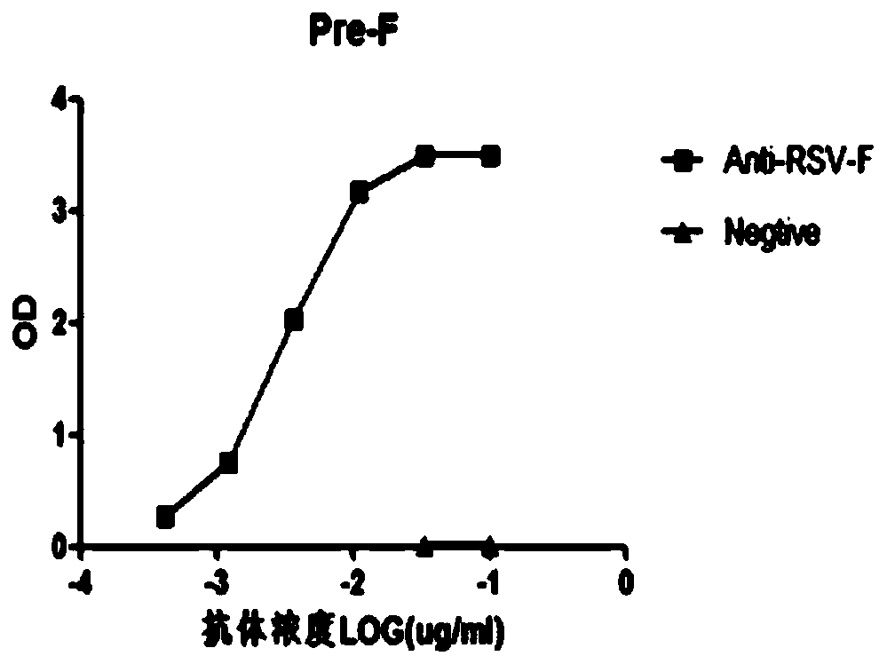 Neutralizing antibody against respiratory syncytial viruses and application thereof