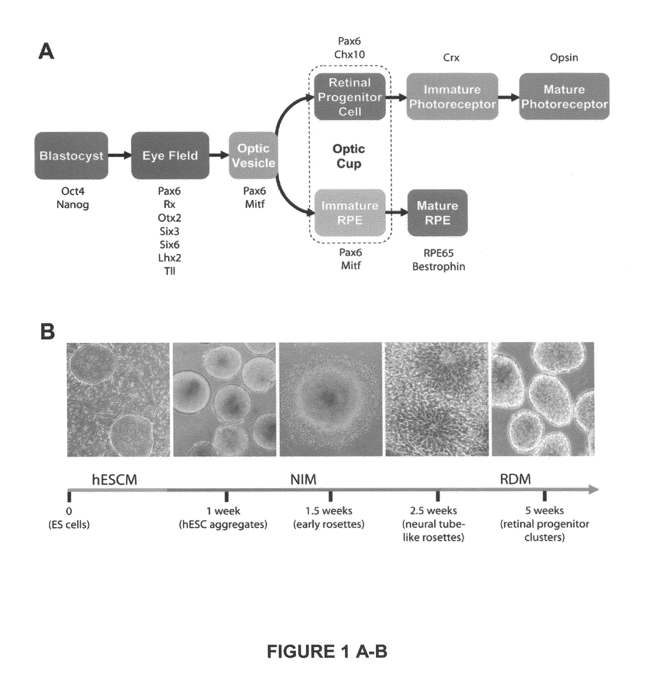 Substantially pure human retinal progenitor, forebrain progenitor, and retinal pigment epithelium cell cultures and methods of making the same